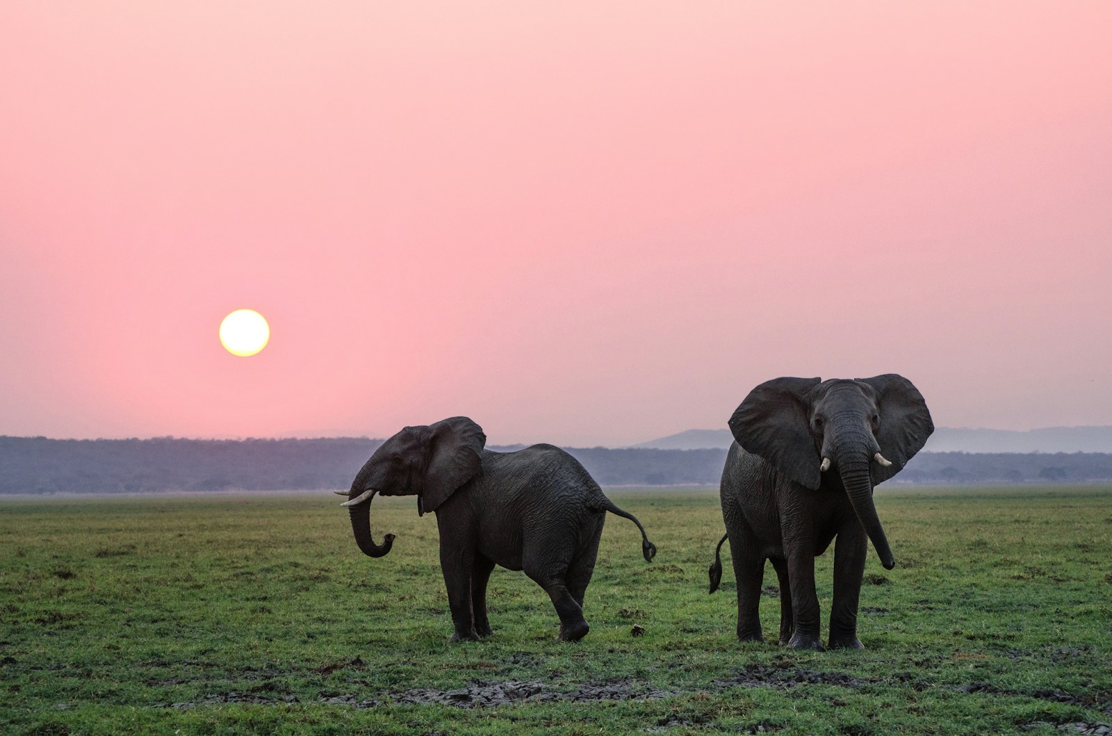How Much Does a Kenya Safari Cost in 2026: A Real Price Breakdown