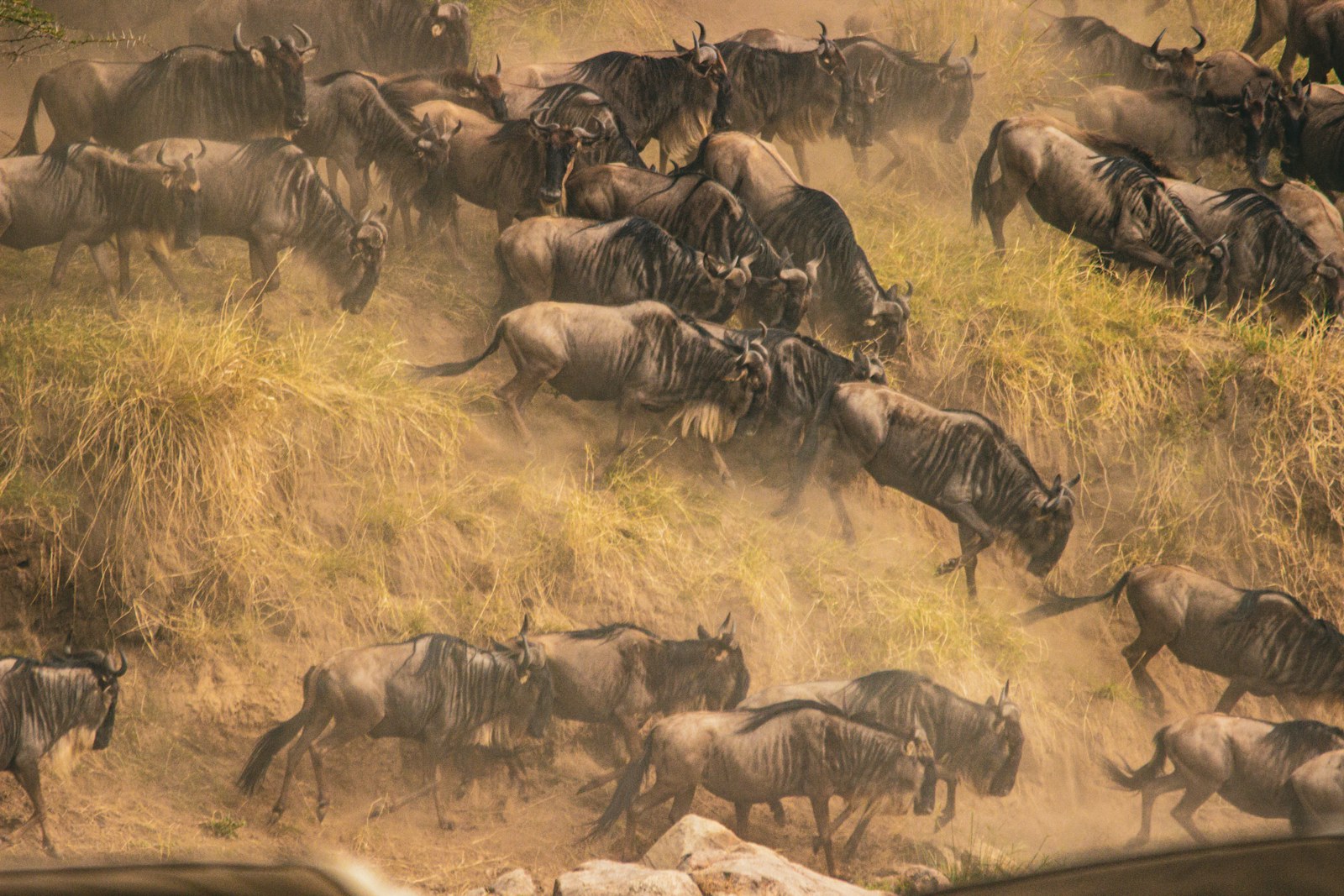 The Great Wildebeest Migration: A Complete Guide