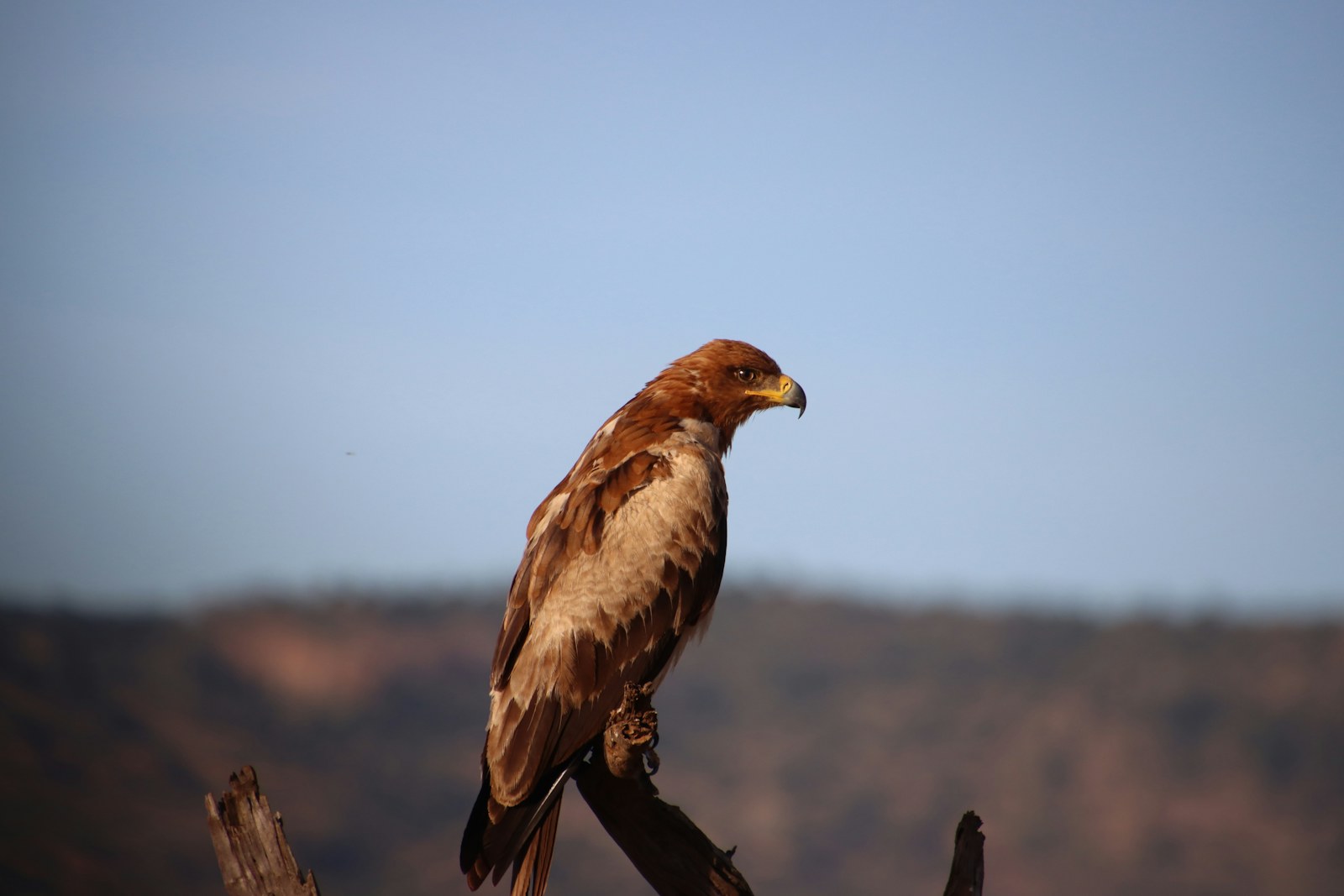 Meru National Park — Kenya safari destination