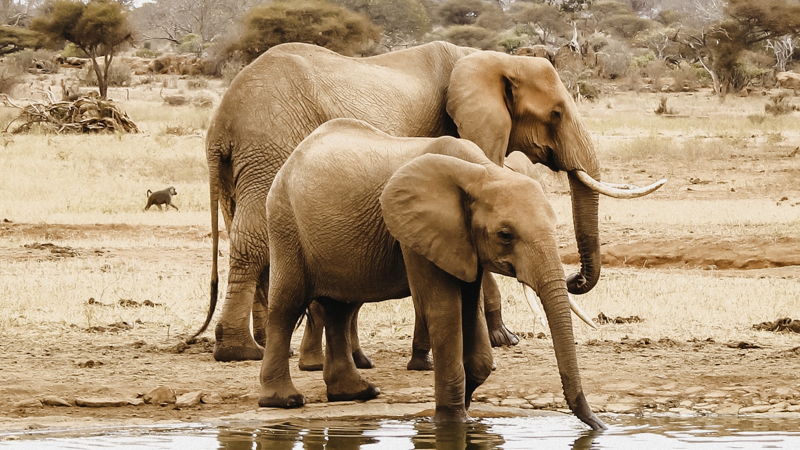 Tsavo East & Tsavo West — Kenya safari destination